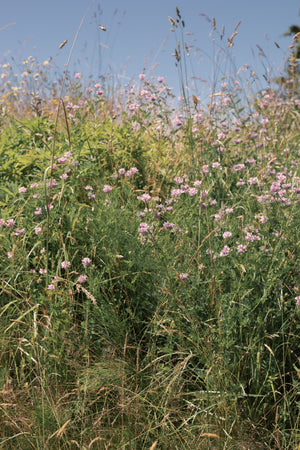 Greenbrook: Other Things than Shop Things Vol. 9